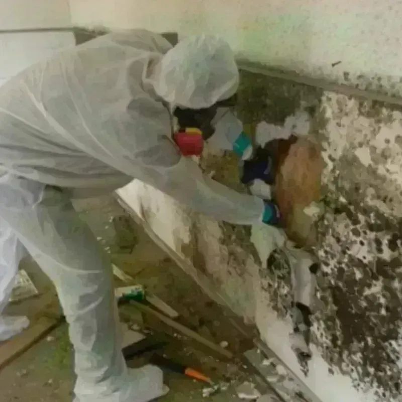 Mold Remediation and Removal in Lebanon, NJ